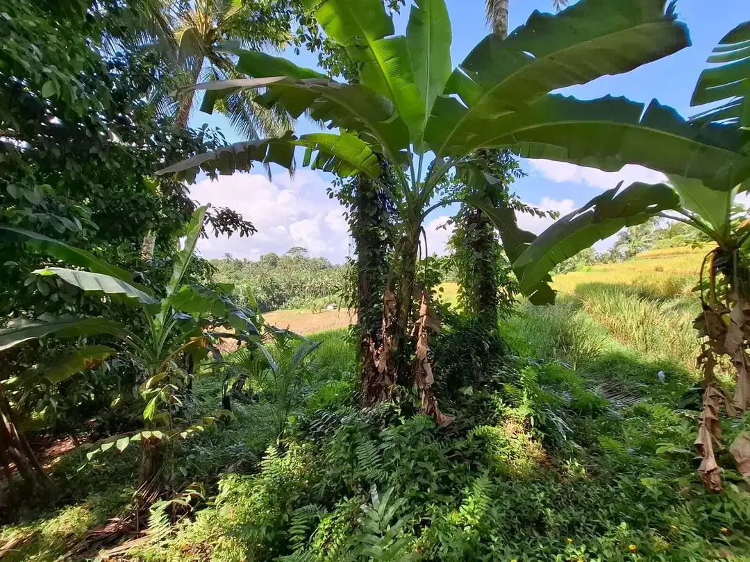 Dijual tanah cantik los sungai dan view sawah di tabanan bali - Image 9 of 10