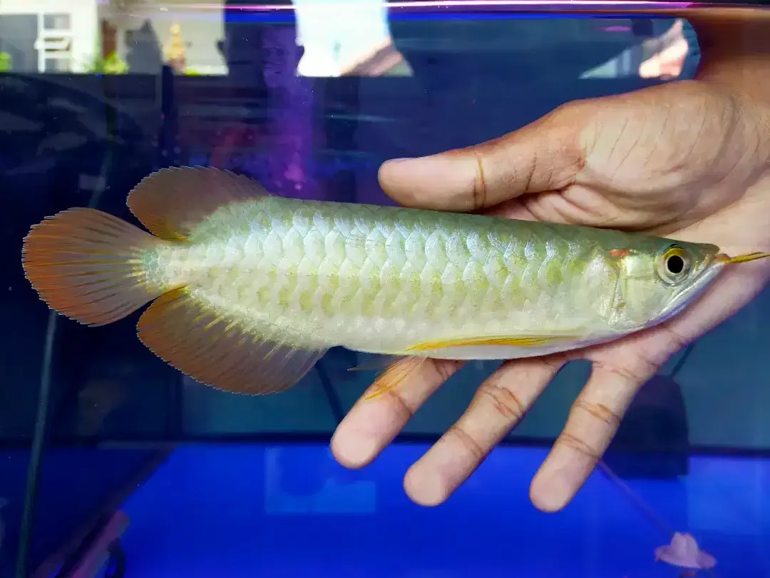 Arwana / Arowana Super Red Kalimantan 18-20CM - Image 2 of 5