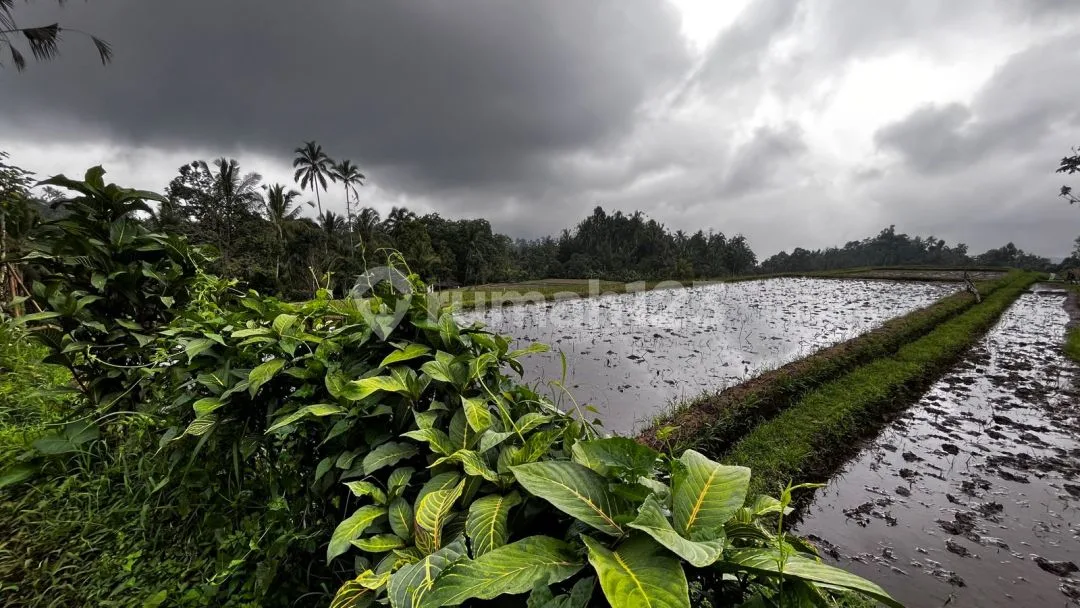 Jual Tanah Kebun Murah View Sawah Los Sungai Di Tabanan Bali - Image 1 of 4