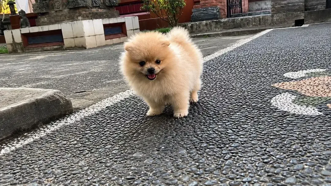 DI JUAL ANAK ANJING MINI POM - Image 6 of 6