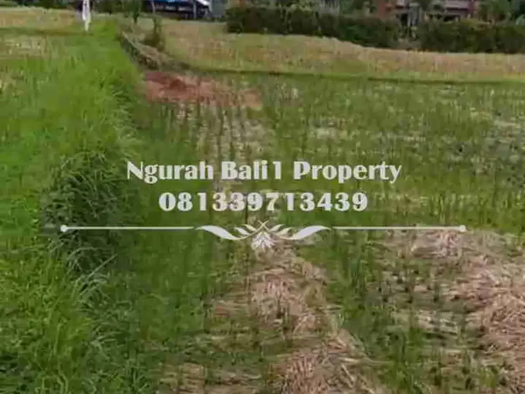 Disewakan Tanah Murah Luas 20 Are View Sawah Berlokasi di Pejeng Kangin - Image 2 of 7