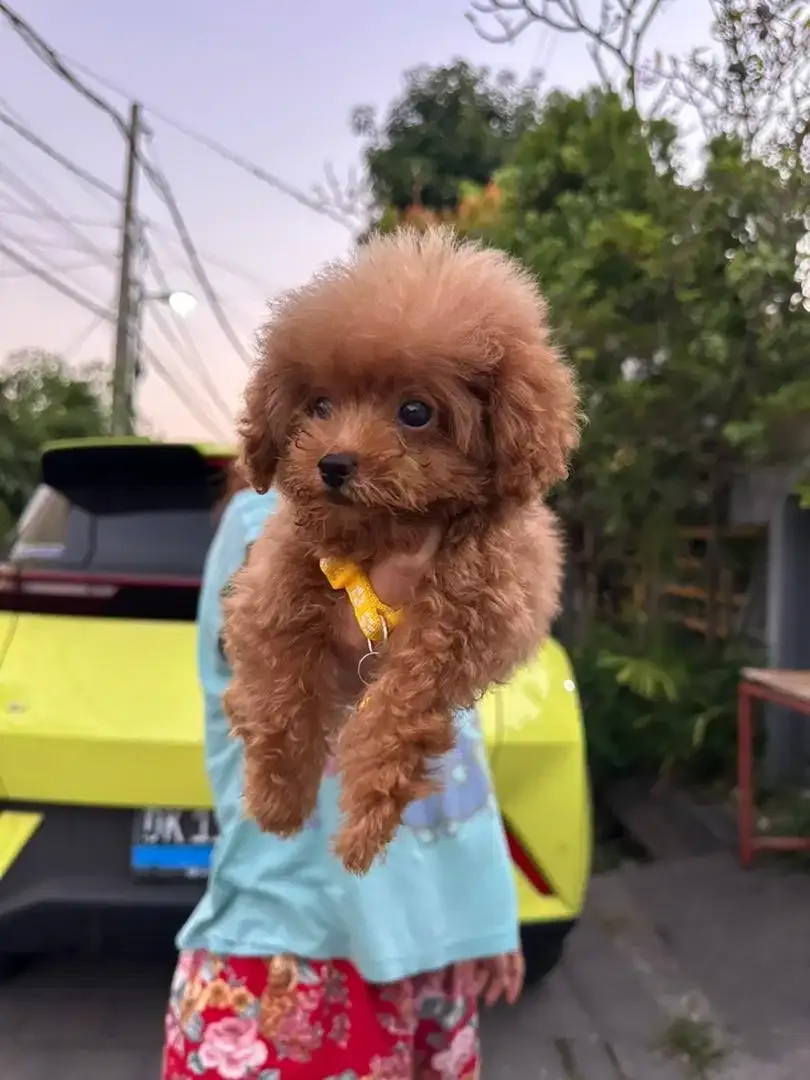 Tiny Toy Poodle - Image 1 of 2