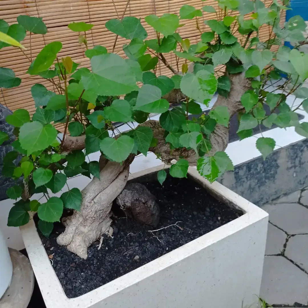 BAHAN BONSAI WARU - Image 3 of 4