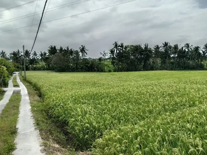 Tanah Lokasi Kaba-Kabar View Sawah Lingkungan Nyaman - Image 2 of 10