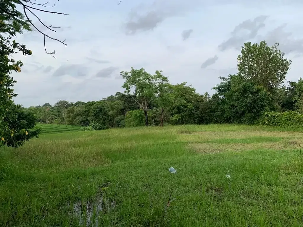 DIJUAL TANAH VIEW SAWAH LOKASI PERERENAN - Image 10 of 10