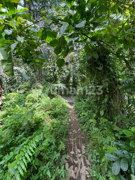 Dijual Murah Tanah Datar - Jalan Raya Kelusa Payangan, Dekat Ubud - Image 3 of 4