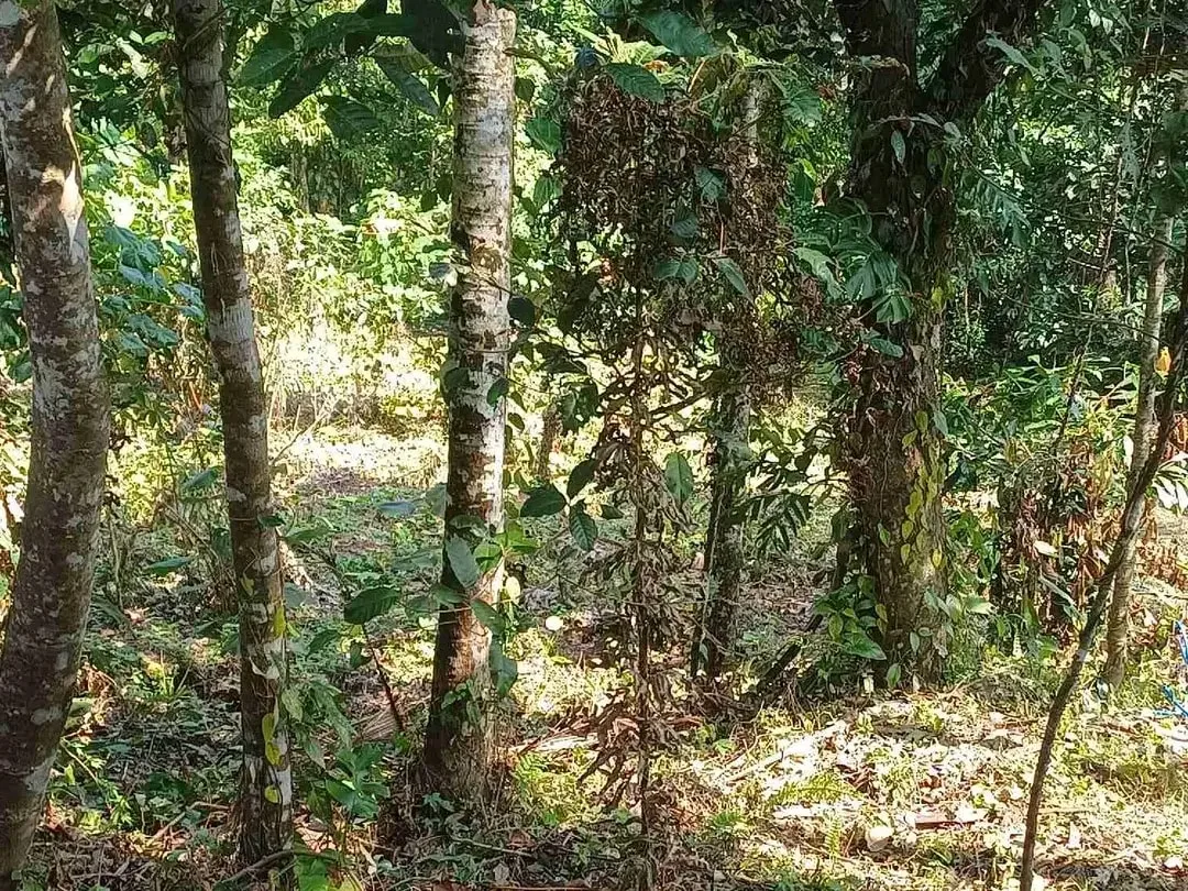 Dijual Tanah Kebun - Image 4 of 10
