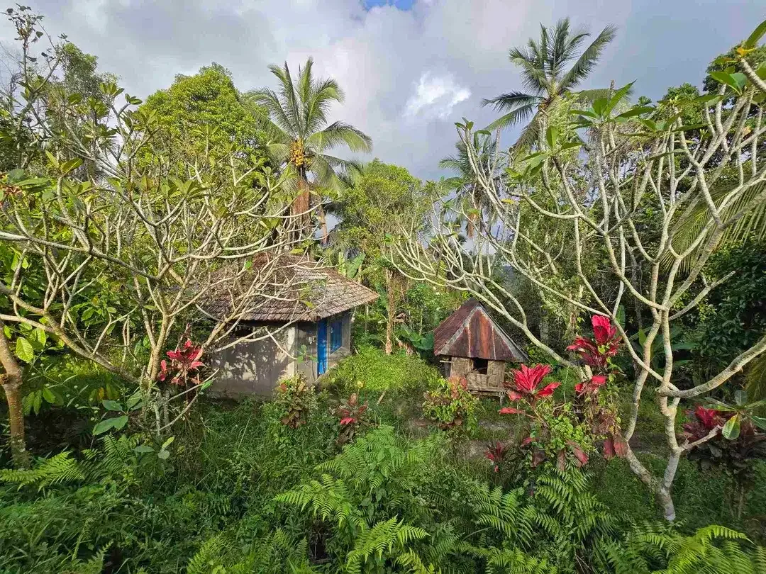 Dijual tanah kebun dan sawah view sawah dan lembah di tabanan bali - Image 6 of 10