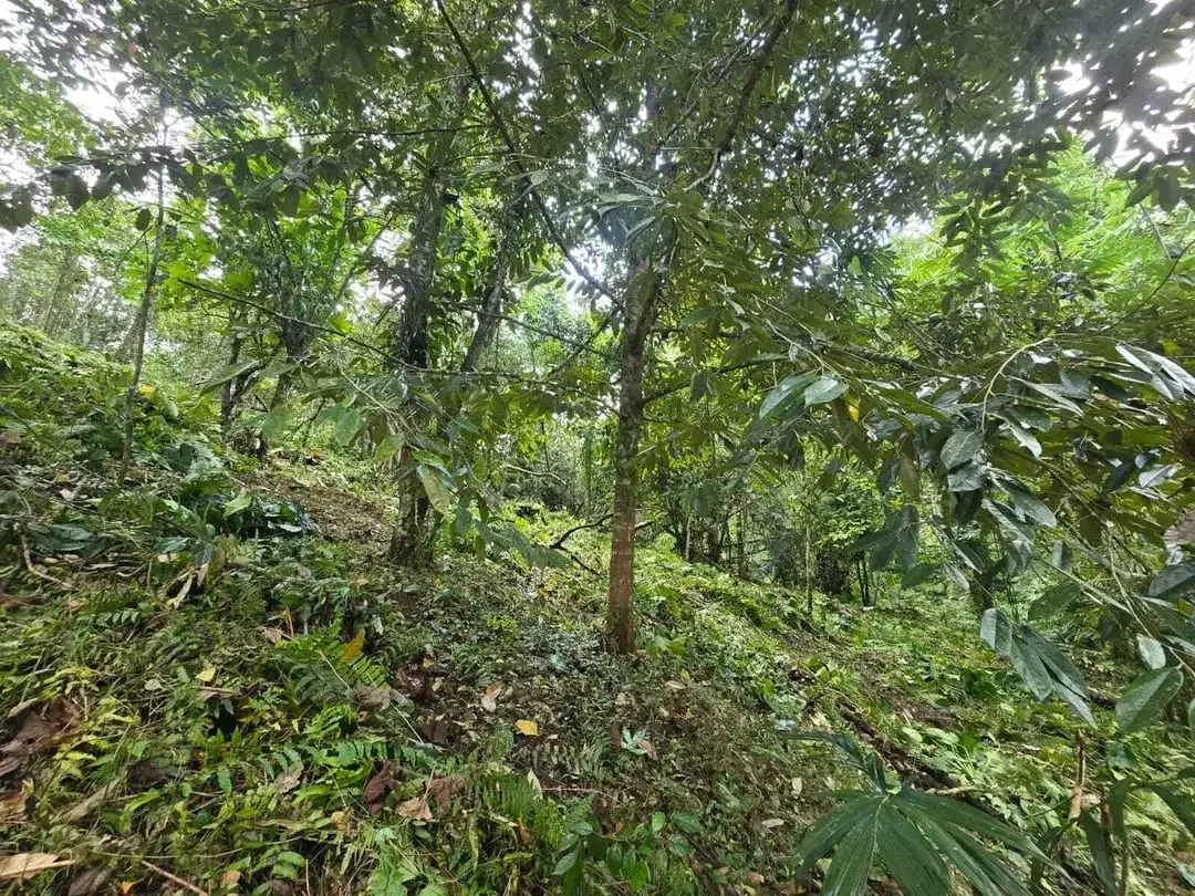 Dujual kebun durian manggus murah di tabanan balj - Image 4 of 10