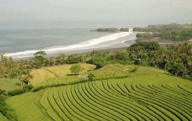6000 m2 land for sale in pantai klecung Tabanan BALI - Image 3 of 8