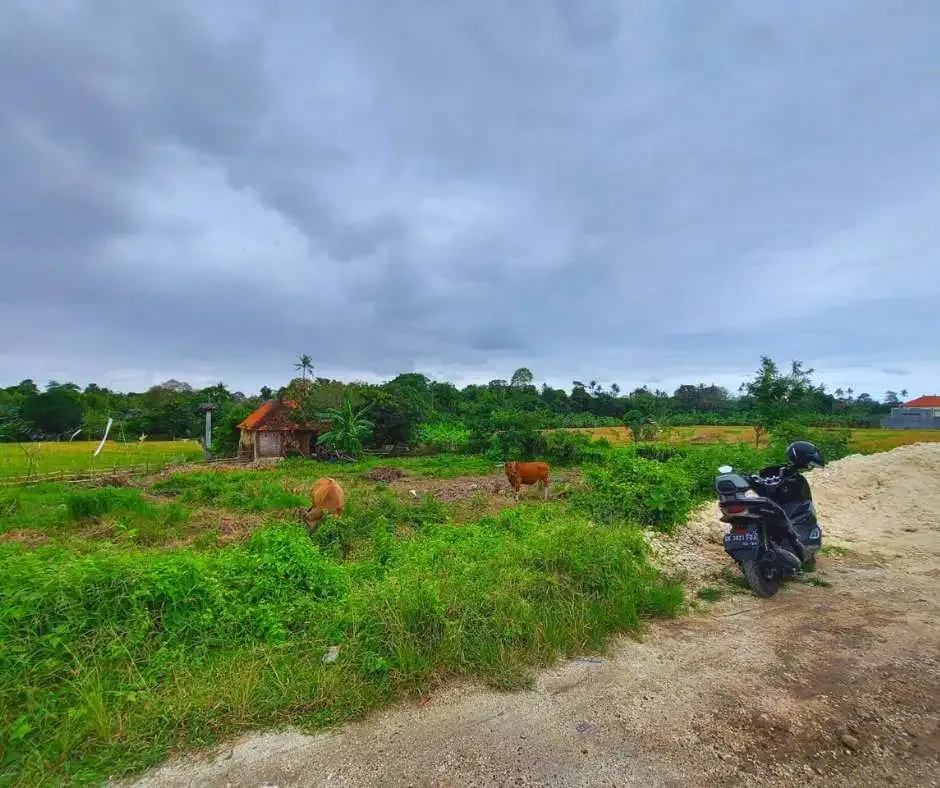 FOR SALE LAND WITH RICE FIELD VIEW AT BERAWA CANGGU - Image 4 of 10