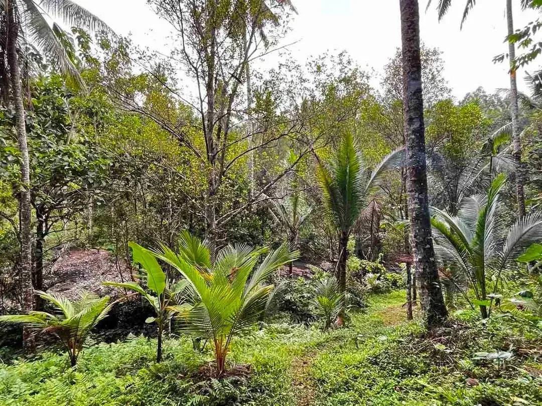 jual tanah Los sungai besar berbatu di desa wisata manikyang tabanan bali. - Image 2 of 10