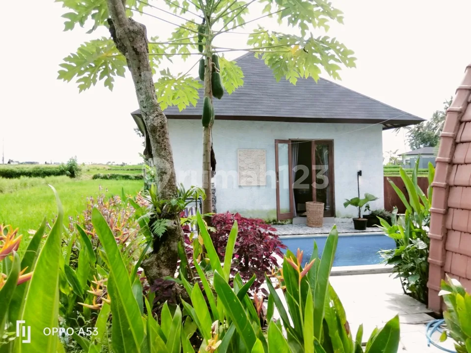 For Rent Villa Rice Field View Ubud Bali10 Menutes From Mongkey Forest Center Ubud Ubud In The Middle Of The Rice Field View Healing, Gianyar Bali 10 Menutes From Mongkey Forest Villa di Ubud Jalan - Image 3 of 4