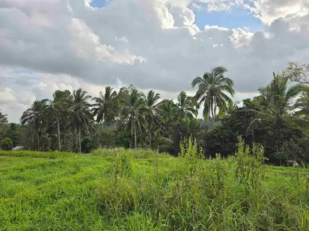 Dijual tanah kebun dan sawah view sawah dan lembah di tabanan bali - Image 5 of 10