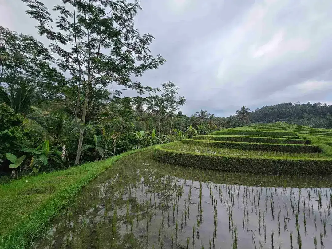 dijual tanah murah view cantik di tabanan bali - Image 4 of 10