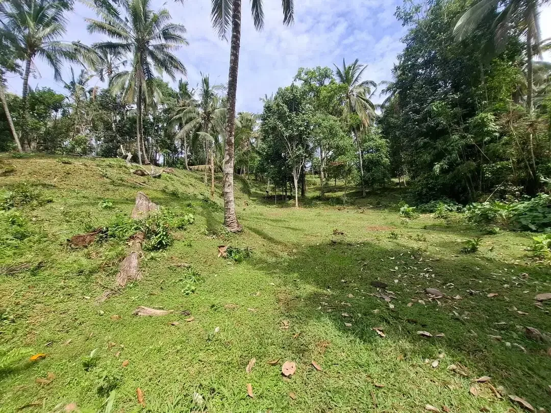 Dijual tanah kebun view sawah yang sangat exotik di tabanan bali - Image 1 of 9