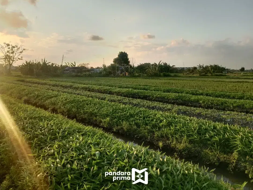 DIJUAL - TANAH KAVLING NAKULA DENPASAR BARAT - DI BELAKANG AIS IMAM BONJOL - Image 1 of 10