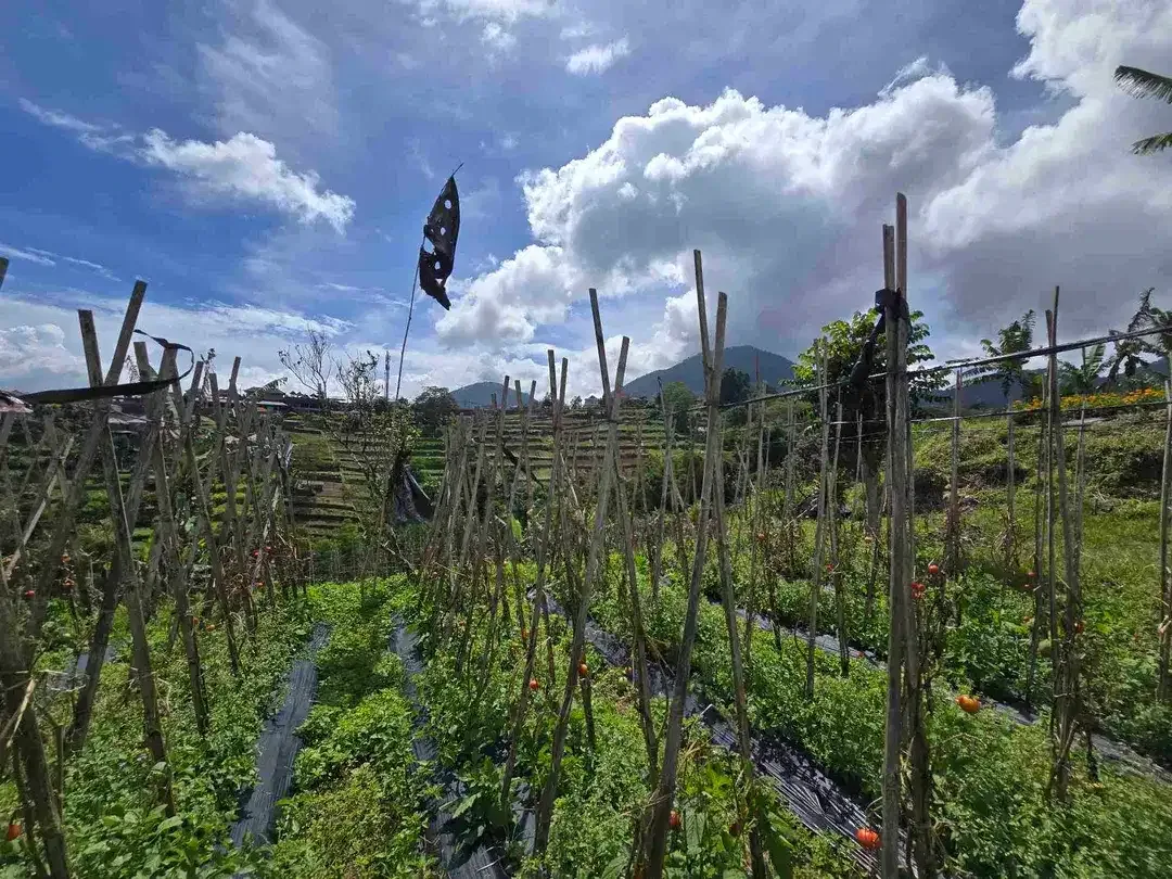 Dijal tanah murah view gunung laul dan lembah di bedugul bali - Image 3 of 10
