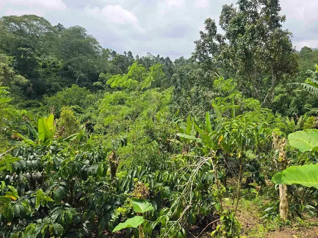 Dijual kebun kopi produktif trawat di tabanan bali - Image 5 of 10