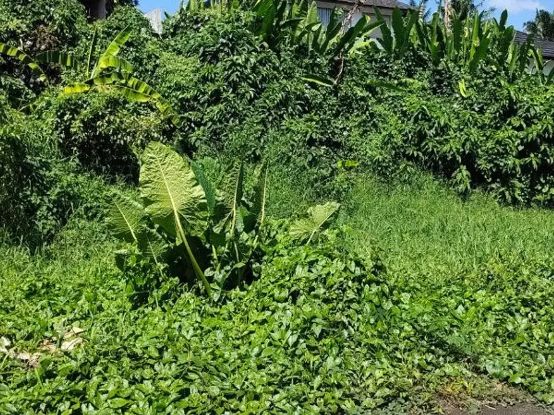 TANAH LOKASI STRATEGIS COCOK UNTUK VILLA DI TIBUBENENG CANGGU - Image 1 of 6