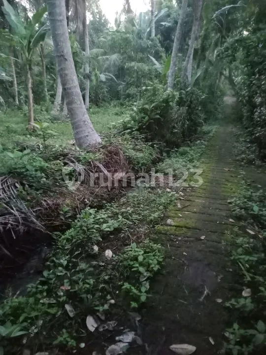 Beautiful Land - Image 2 of 4