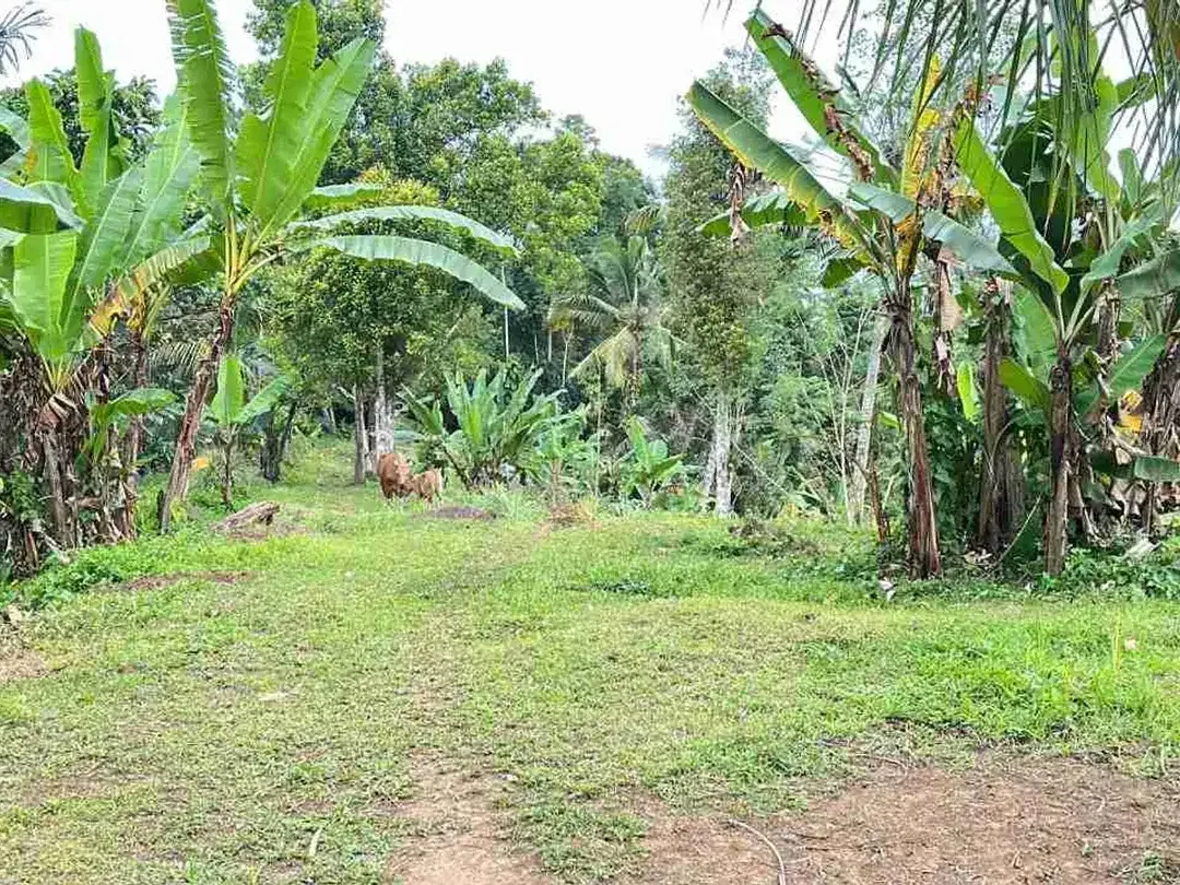 jual tanah di apit dua sungai di desa wisata manikyang, selemadeg tabanan bali. - Image 4 of 10