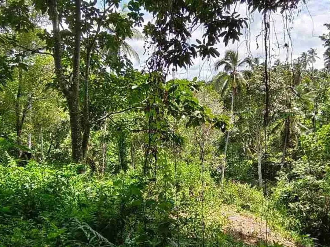 jual tanah kebun Los sungai murah di tabanan bali - Image 4 of 10