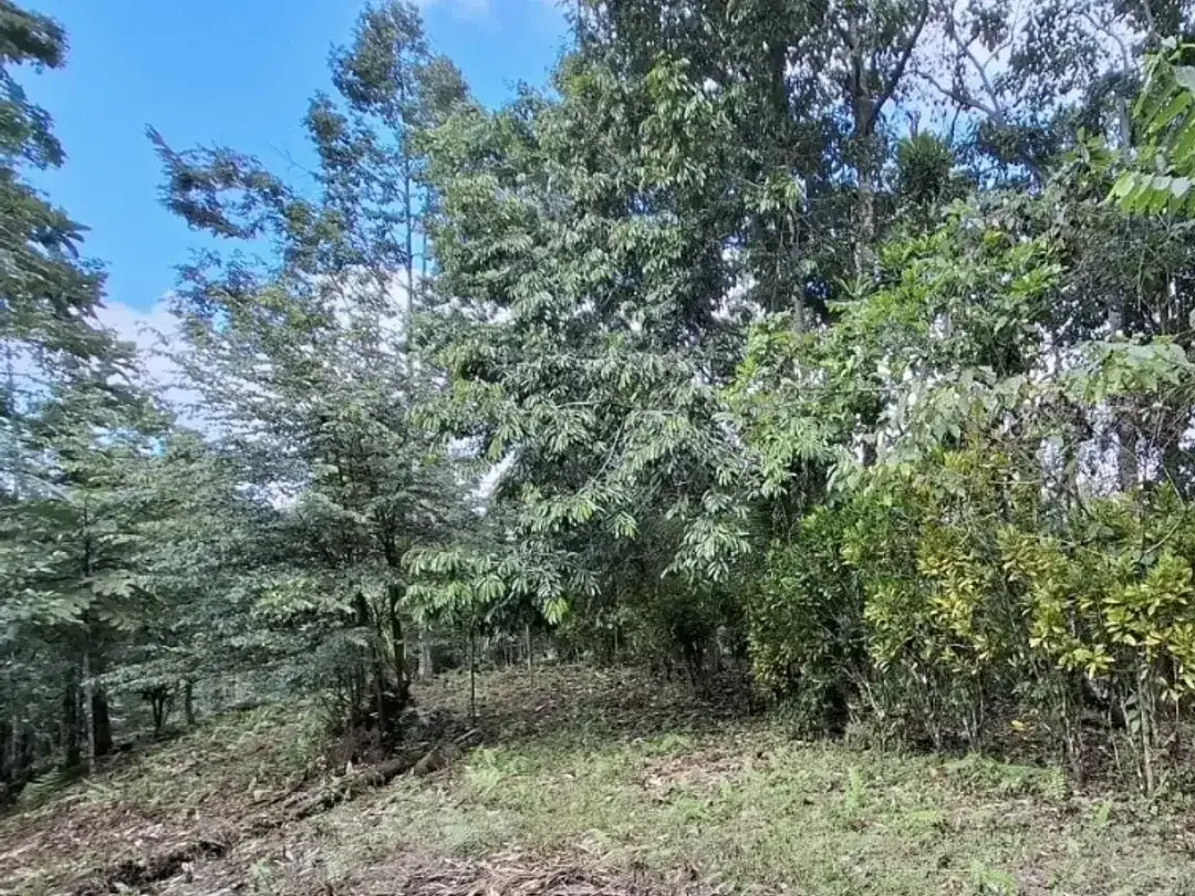 tanah kebun produktif di kelilingi sungai kecil - Image 5 of 9