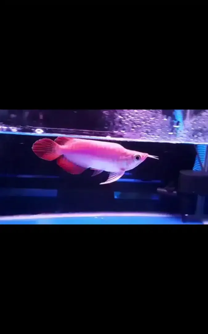 Arwana / Arowana Super Red King Kalimantan - Image 3 of 5