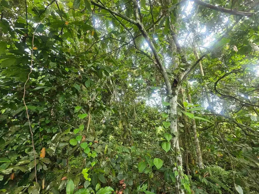 Dijual tanah murah los sungai view sawah terasering dan gunung di bali - Image 10 of 10