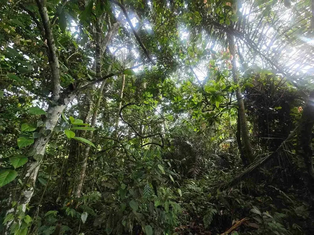 Dijual tanah murah los sungai view sawah terasering dan gunung di bali - Image 9 of 10