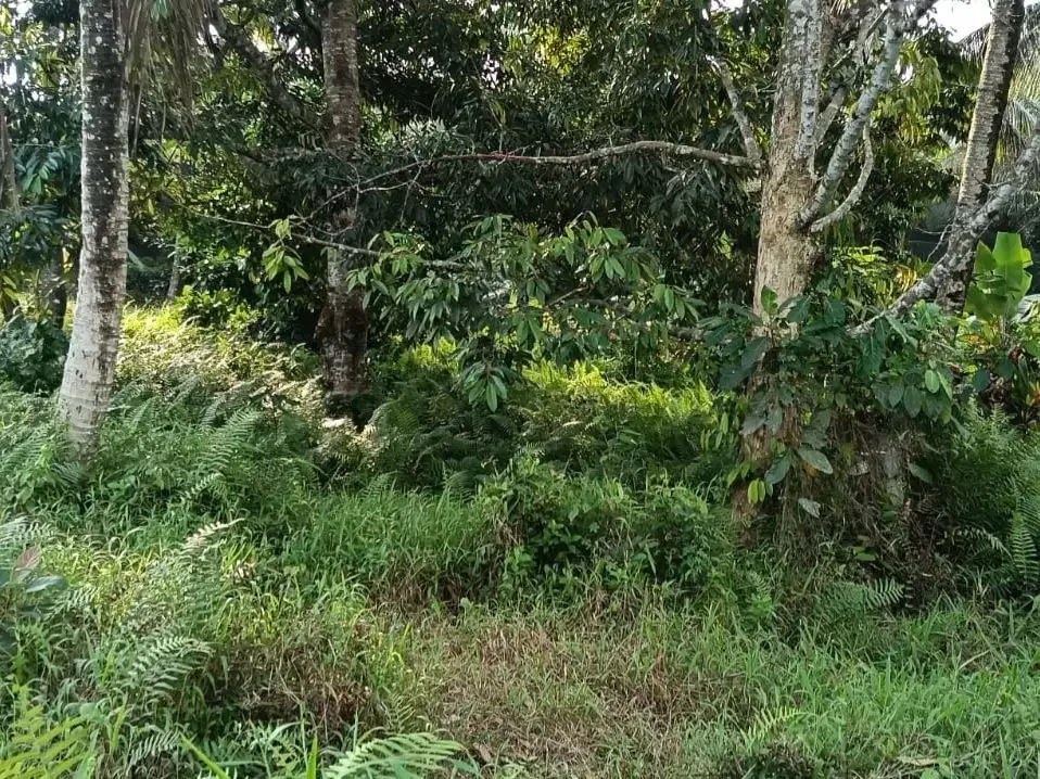 Dijual tanah kebun view sawah cantik dekat kota di bali - Image 4 of 10