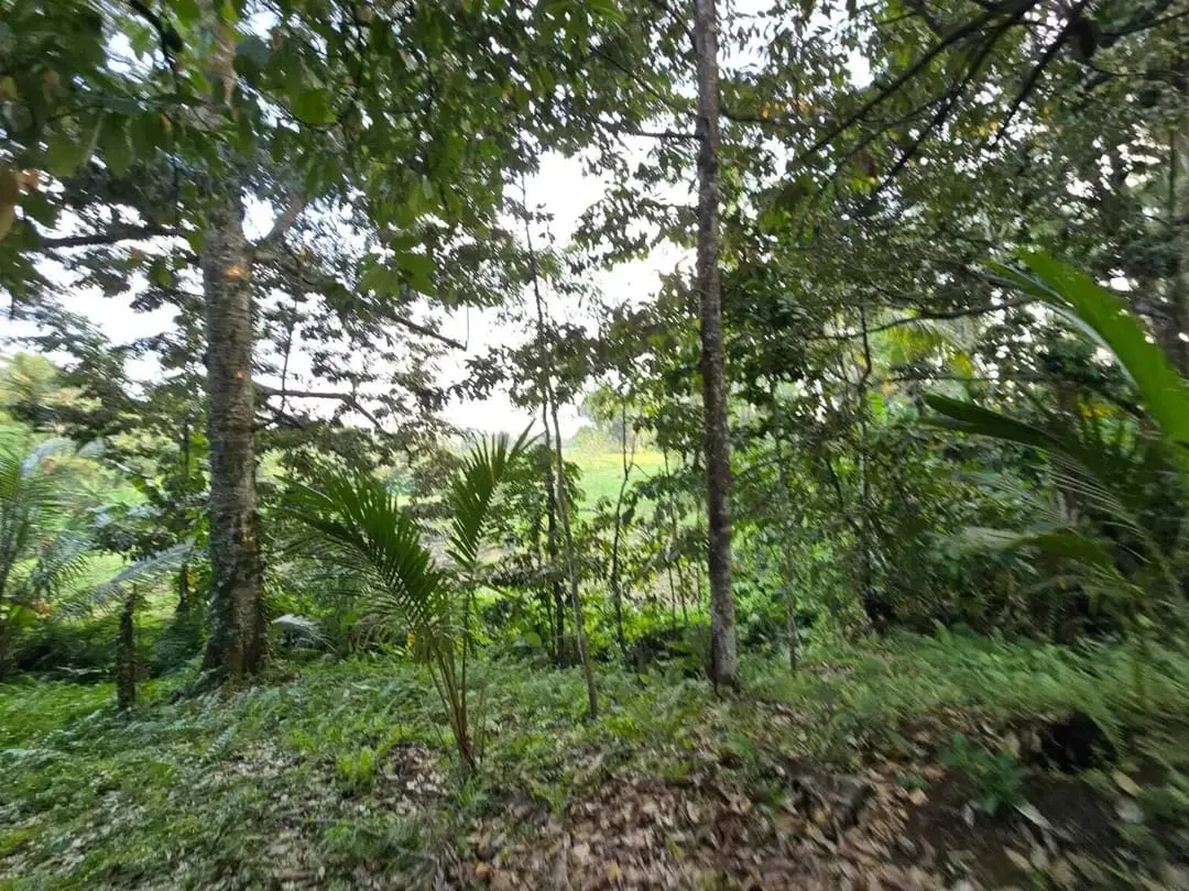 Dijual tanah kebun view sawah di bali yello zona - Image 9 of 10