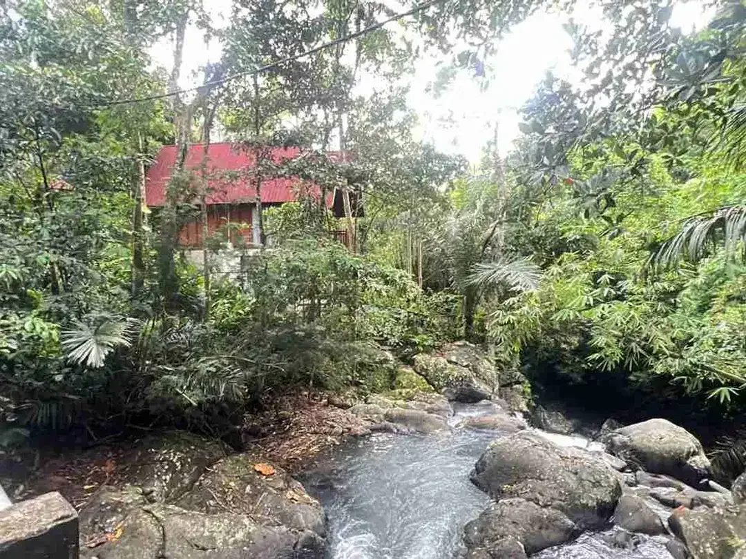 jual tanah kebun Los sungai besar, dengan aneka buah lokal di manikyang selemadeg tabanan bali. - Image 2 of 10