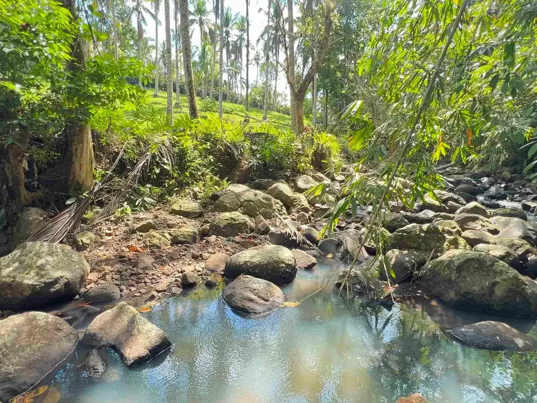jual tanah Los sungai cantik di kawasan villa di desa manikyang tabanan bali. - Image 6 of 10