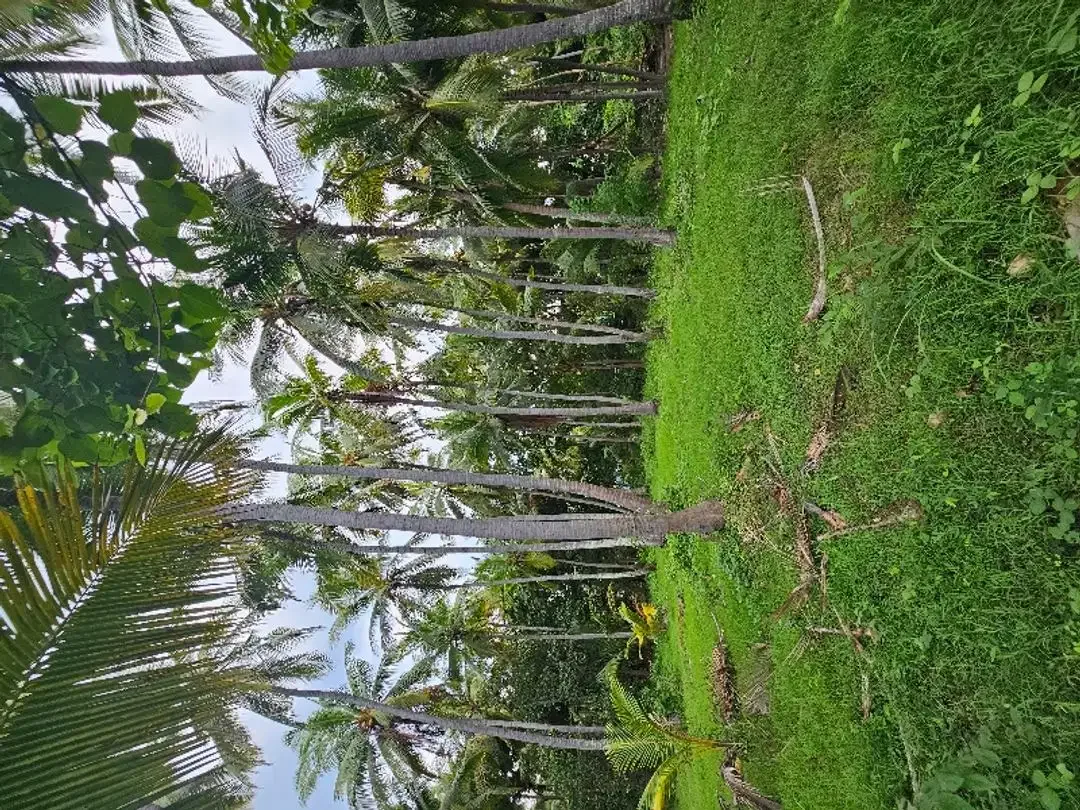 dijual murah tanah pinggir pantai  dekat airport yang akan di bangun - Image 3 of 10