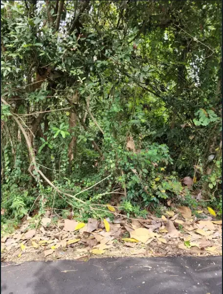 Disewakan tanah murah 4 hektar di Gianyar - Image 10 of 10