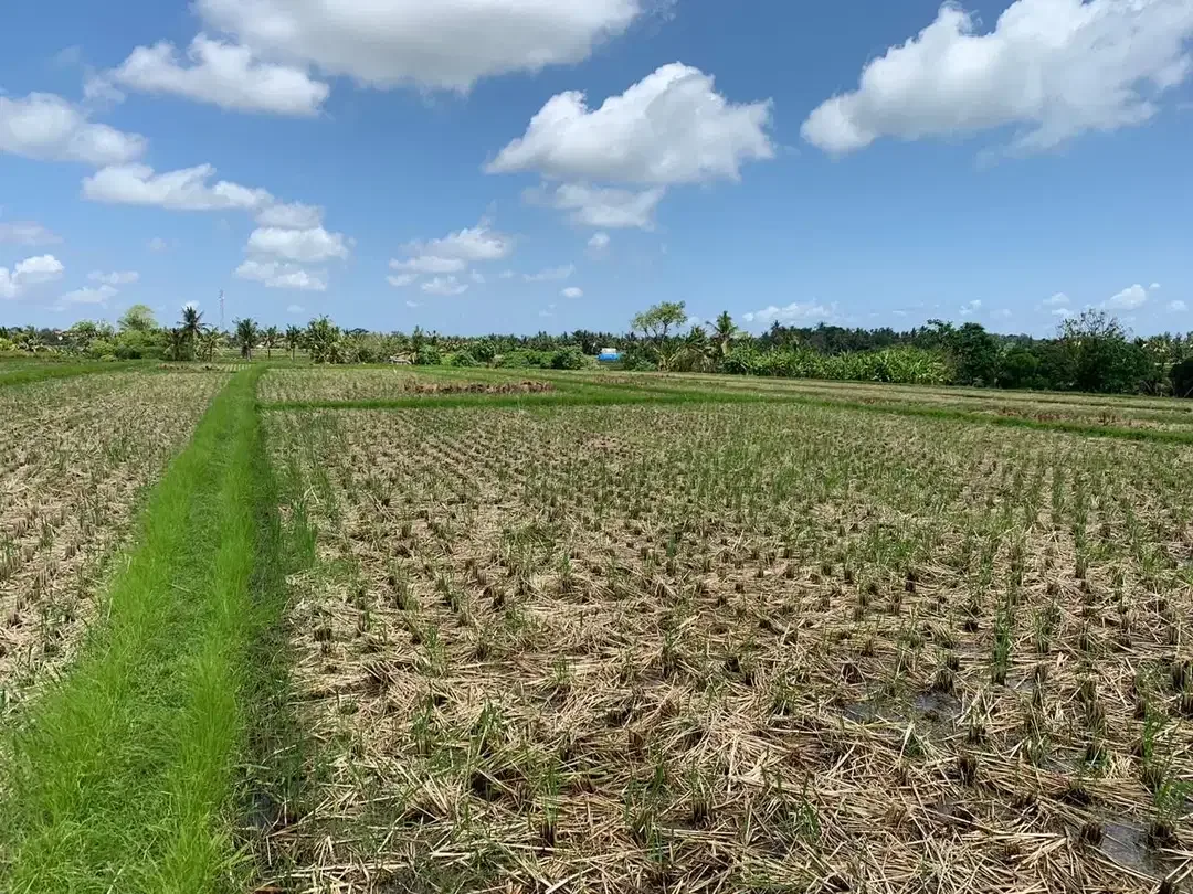 TANAH SANGAT LUAS DENGAN VIEW SAWAH LOKASI KEDIRI TABANAN - Image 2 of 9
