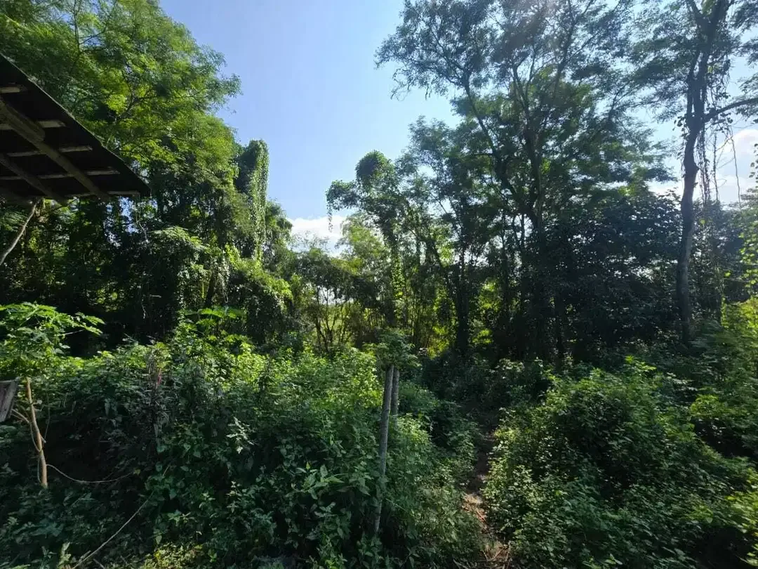 Dijual tanah los sungai luasin kecil di selemadeg - Image 4 of 9