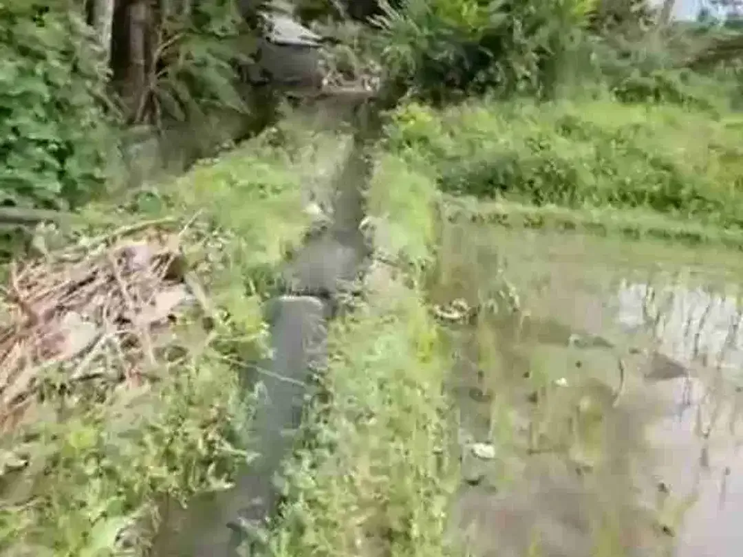Di jual tanah sawah luas 48.5 are/48500 M2 di kaba-kaba tidak jauh ke arah pantai pererenan - Image 7 of 10