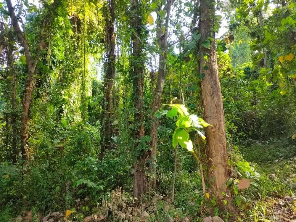 DIJUAL TANAH PINGGIR SUNGAI KAWASAN VILLA - Image 7 of 10