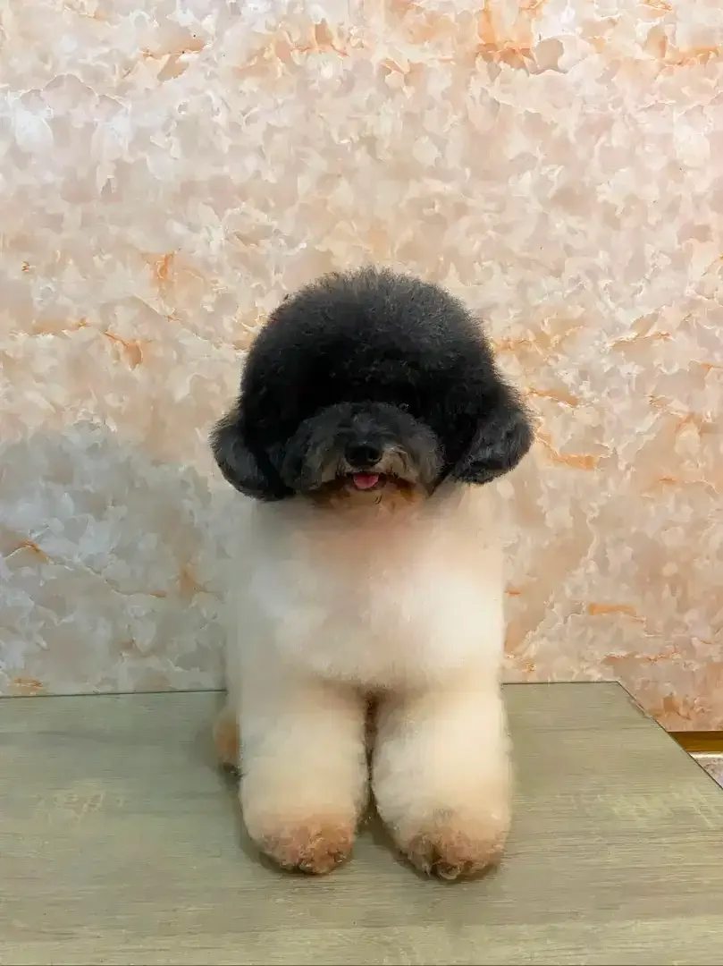 JSS GROOMING SALON - Image 4 of 10