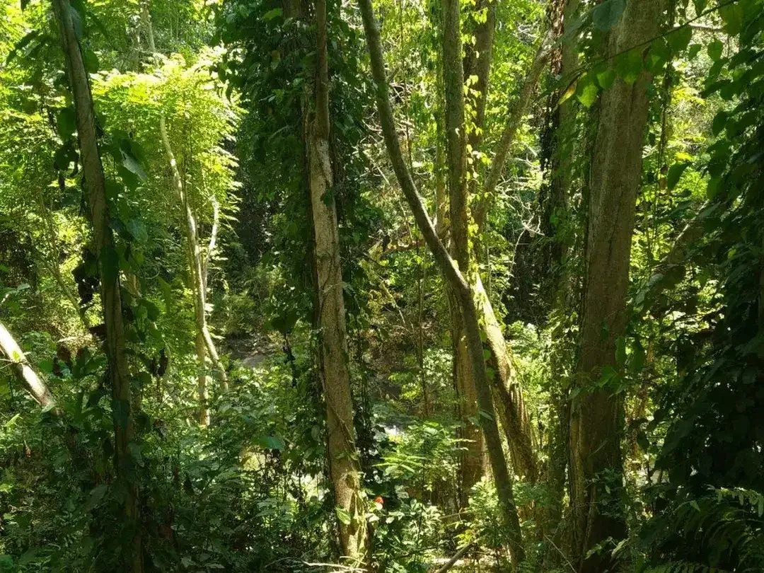 Freehold - 1.500 sqm Riverfront land for sale in south Ubud - Image 5 of 10
