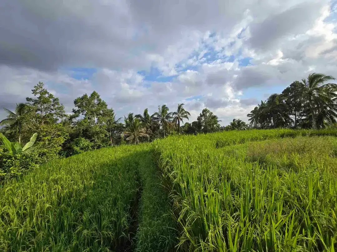Dijual tanah kebun dan sawah view sawah dan lembah di tabanan bali - Image 3 of 10