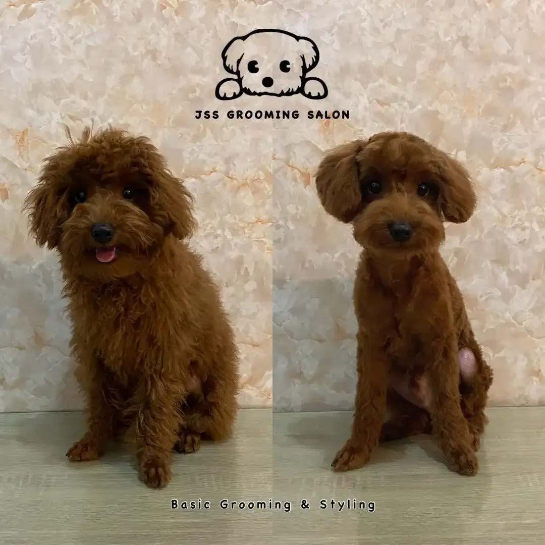 JSS Pet grooming  salon - Image 5 of 9