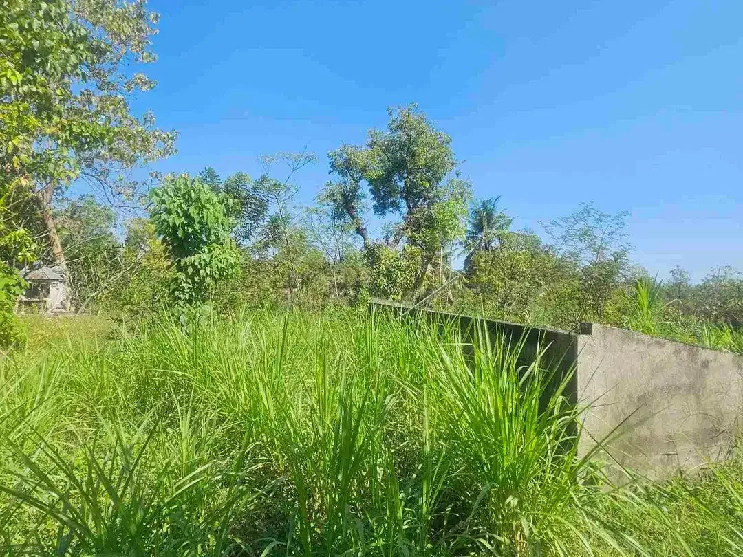 kebun durian datar cocok buat segala jenis tanaman dan murah dibawah pasaran - Image 7 of 8