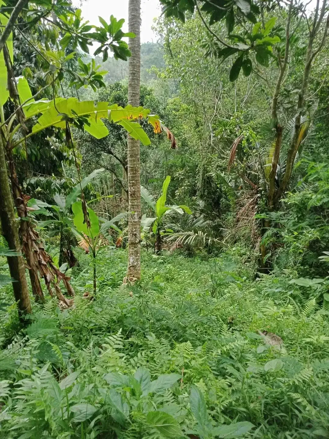 Tanah Lokasi Dekat Air Panas Belulang Penebel - Image 2 of 6