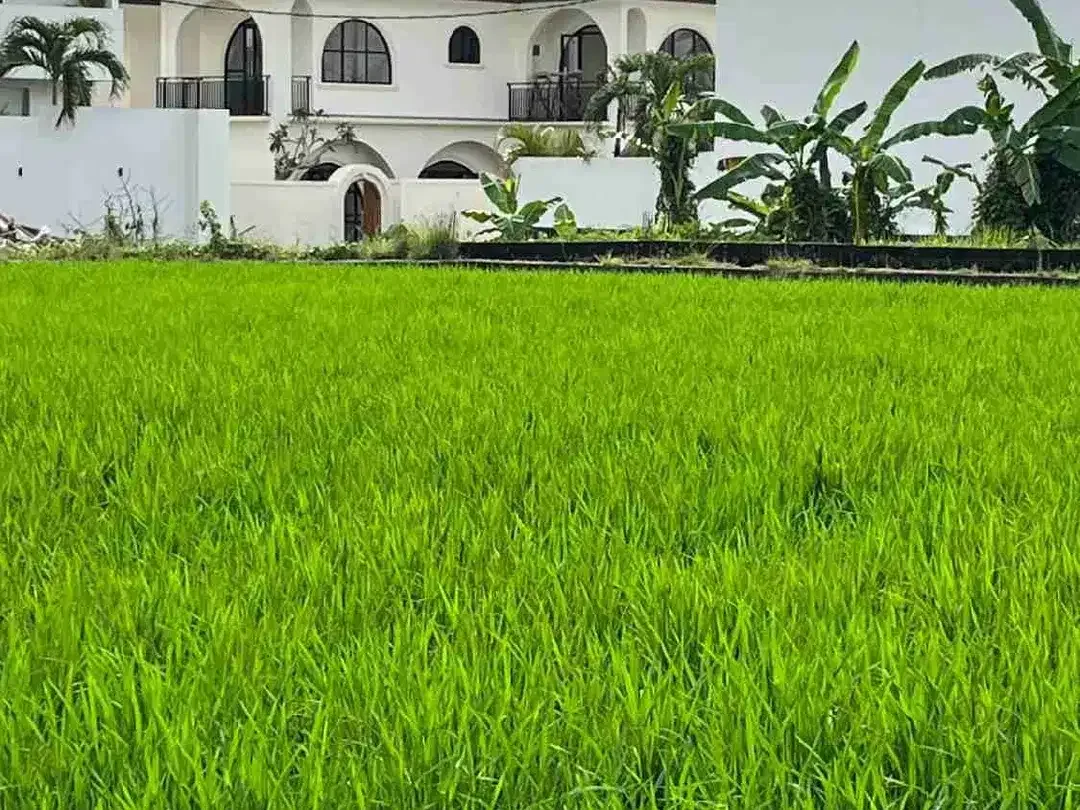 SALE FREHOLD AND LEASEHOLD 2 MODERN VILLAS IN BUDUK CLOSED TO CANGGU WITH RICEFILED VIEW - Image 1 of 10