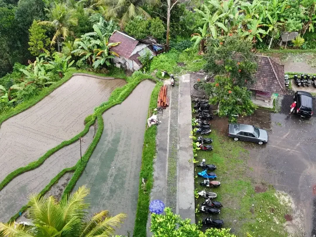 Tanah 1,3 Hektar View Sawah dan Jungle Dekat Rice Terrace Ubud - Image 3 of 10