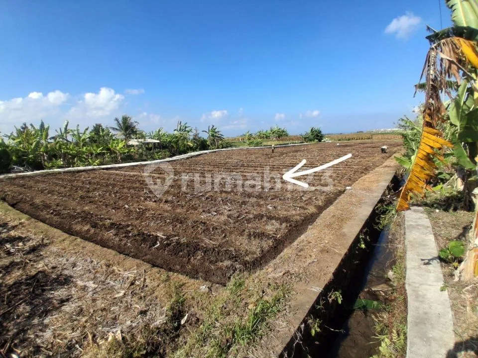 Dijual Tanah Murah 500MÂ² - Tibubiyu Kerambitan Tabanan Bali - Image 4 of 4
